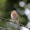 Copetón común - Rufous-collared Sparrow