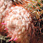 Turk's Cap Cactus