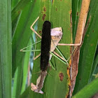 Preying Mantis