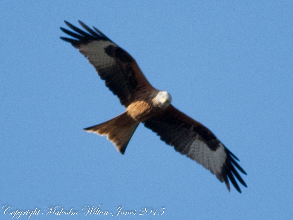 Red Kite