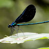 Ebony Jewelwing