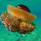 Fried Egg Jellyfish