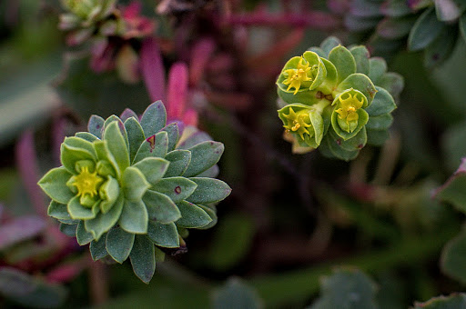 Euphorbia portlandica