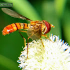 Black-banded hover fly