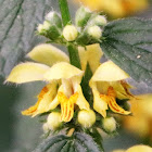 Yellow archangel