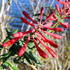 Coral Honeysuckle