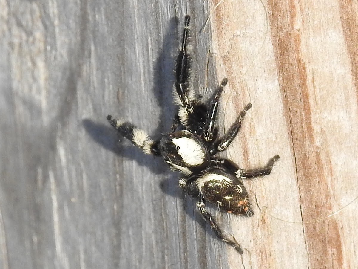 Jumping Spider