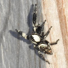 Jumping Spider