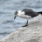 Laughing Gull