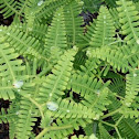 Fern