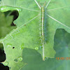 Common Castor Caterpillar