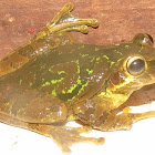 Mexican tree frog