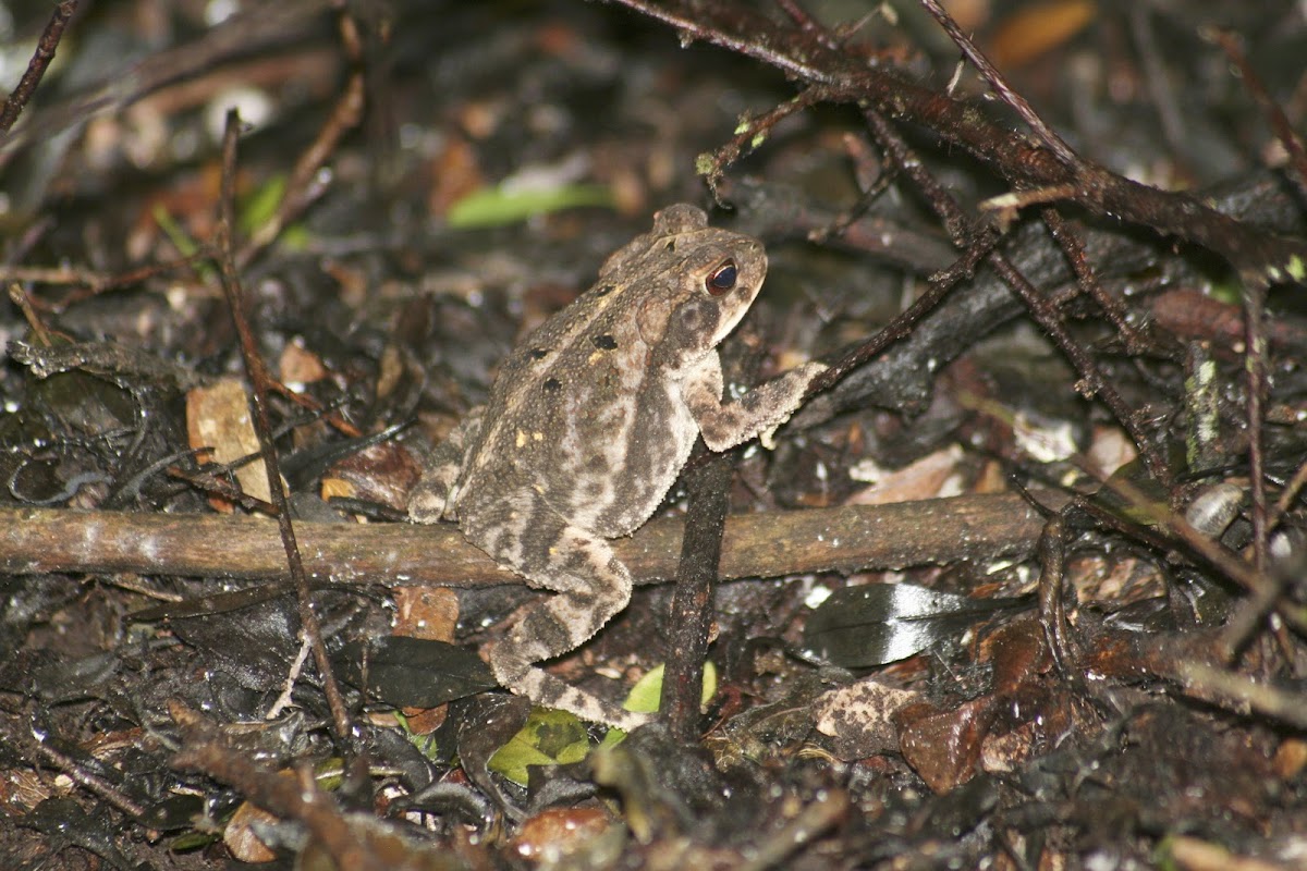 Gulf Coast Toad