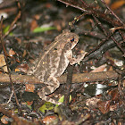 Gulf Coast Toad