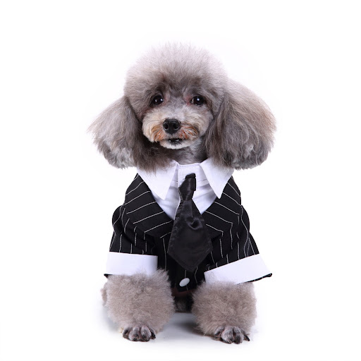 Title 11, Waterproof and warm dog suit for winter walks. ...