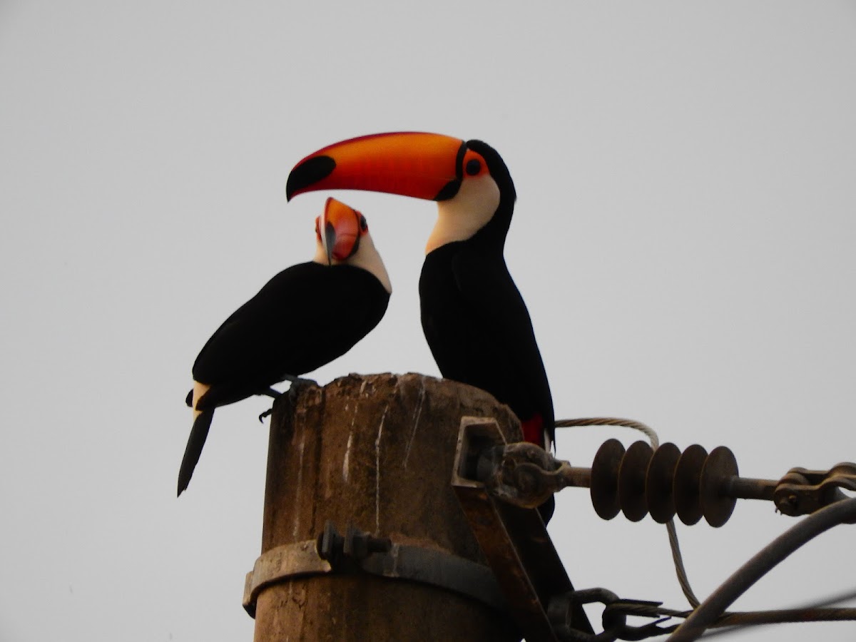 Toco Toucan