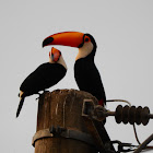 Toco Toucan