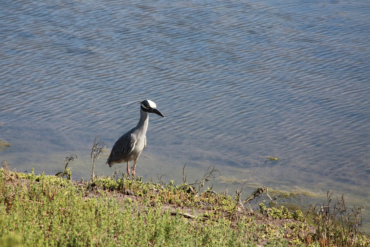 Yellow-crowned Night Heron