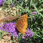 Great spangled fritillary