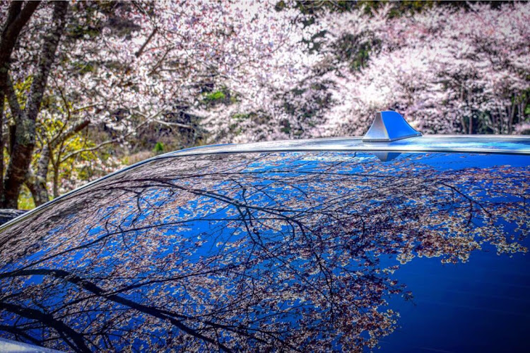 セルシオの桜と愛車・コロナウイルスに負けるなに関するカスタム事例の投稿画像6枚目