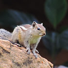 Indian Palm Squirrel ( three-striped)