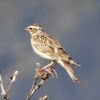 Woodlark