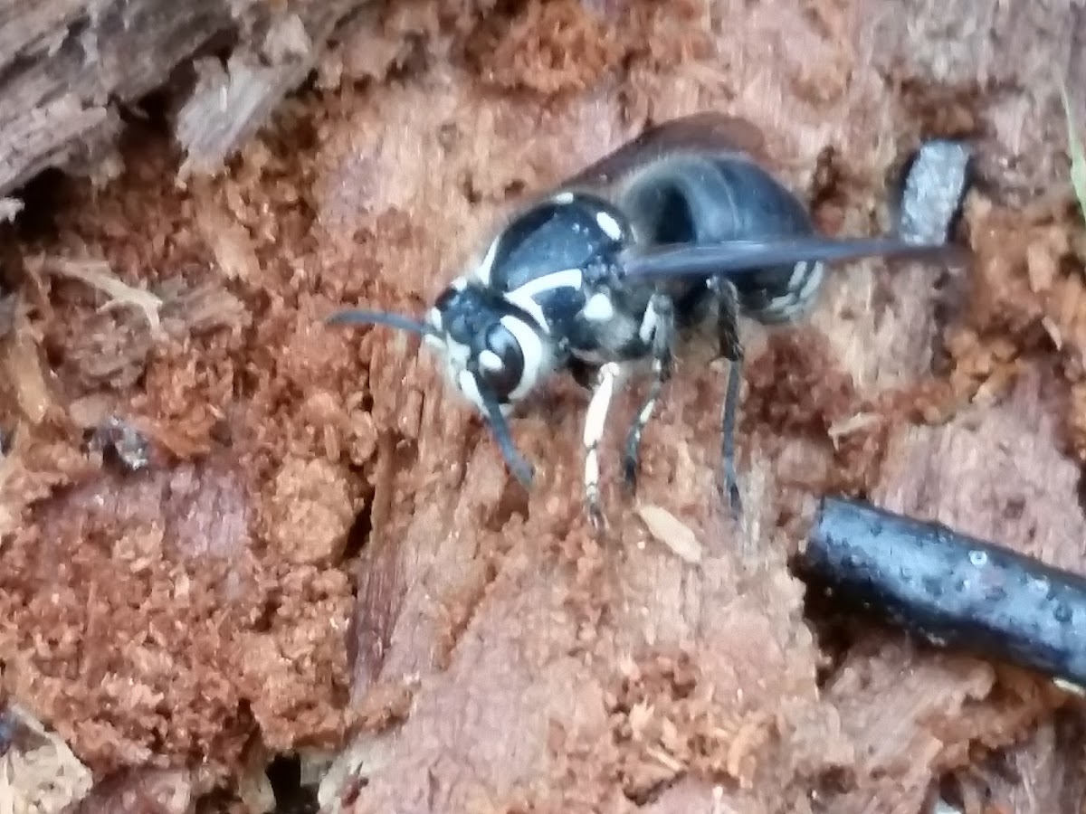 Bald-faced hornet