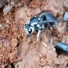 Bald-faced hornet