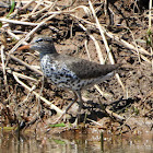 Spotted sandpiper