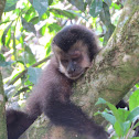 Black capuchin