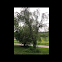 Weeping willow tree