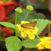 Fiery Skipper