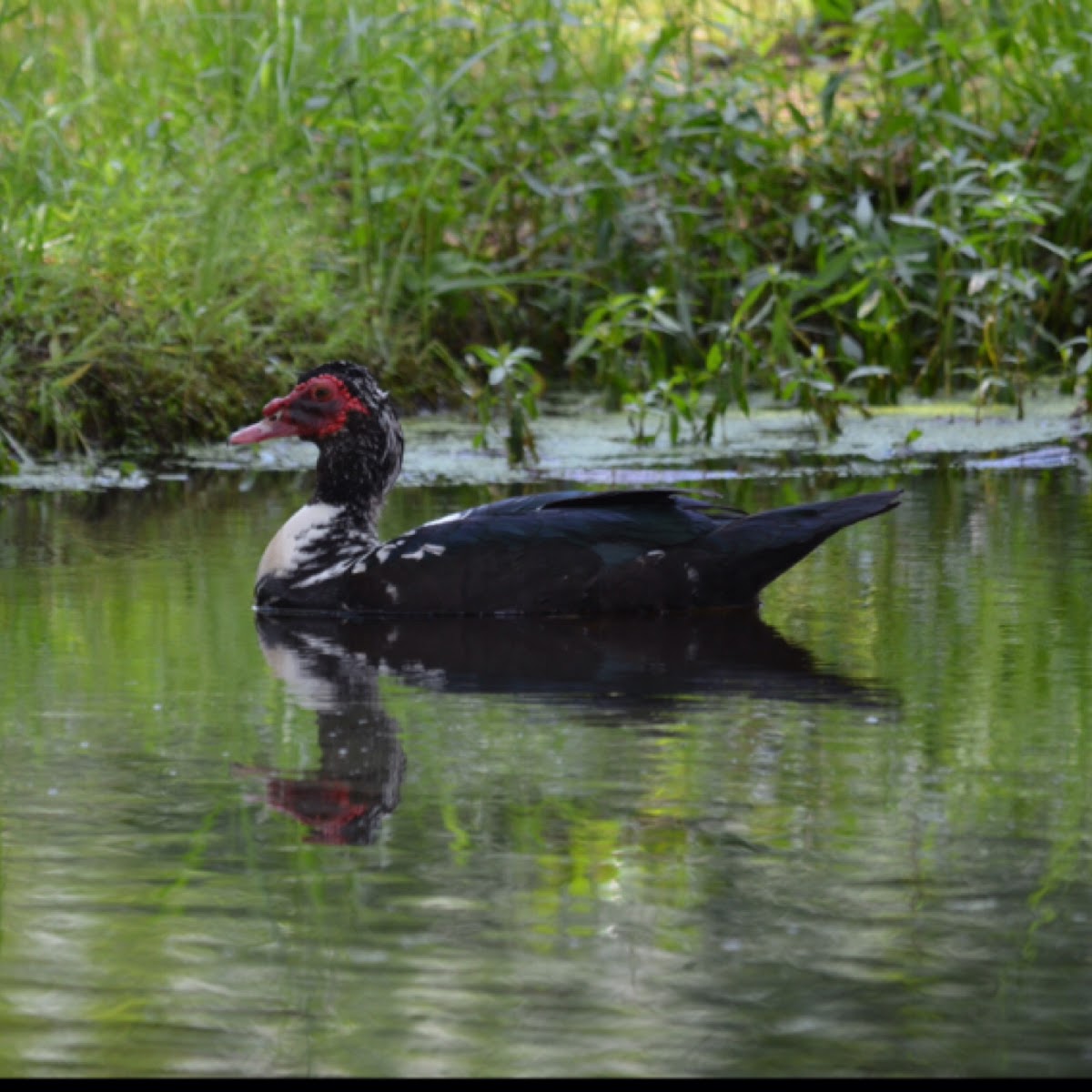 Muscovy duck