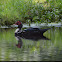 Muscovy duck