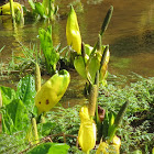 Skunk Cabbage