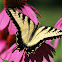 Eastern Tiger Swallowtail