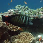 Desjardin's sailfin tang