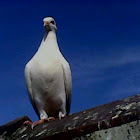 Domestic Pigeon