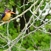 African pygmy kingfisher