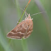 Crambid moth