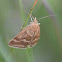 Crambid moth