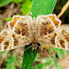 Texas powdered skipper