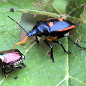 Florida Predatory Stink Bug