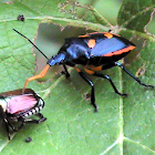 Florida Predatory Stink Bug