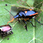 Florida Predatory Stink Bug