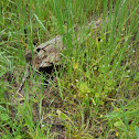 Diamondback rattlesnake