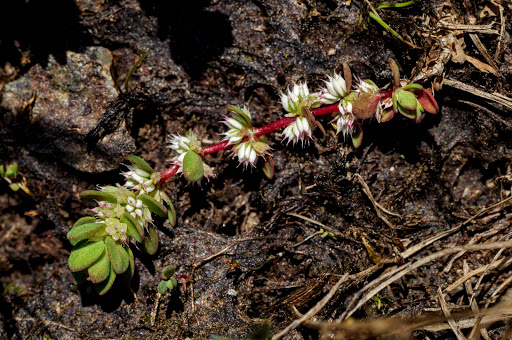 Illecebrum verticillatum