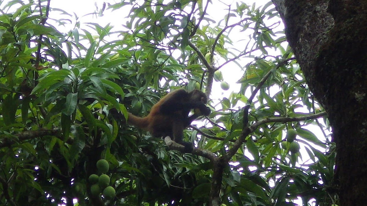 Geoffroy's spider monkey