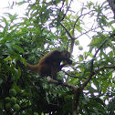 Geoffroy's spider monkey