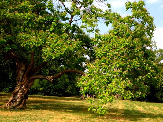 Maestoso inchino di laurettamili